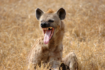 hyenashowingteeth